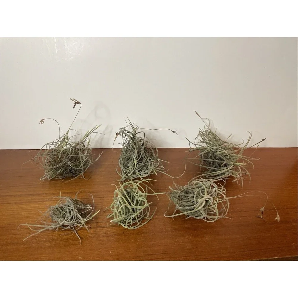 Air Plant Live Lot Tillandsia Recurvata 6 Clusters Ball Moss Wild Decor